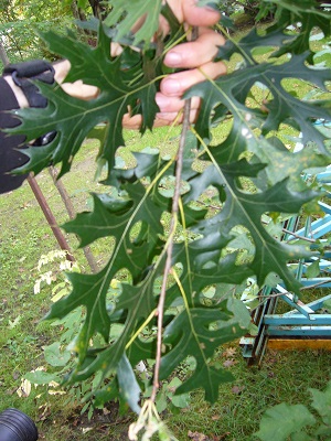 quercus ellipsoidalis (chene ellipsoidale)